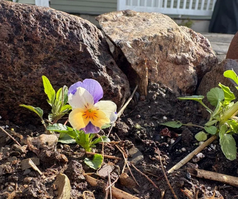 “Wake Up to the Free Stater Threat!”