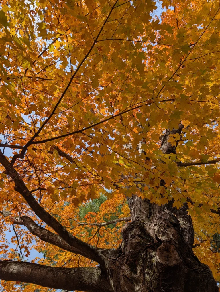 We bring the reinforcements.