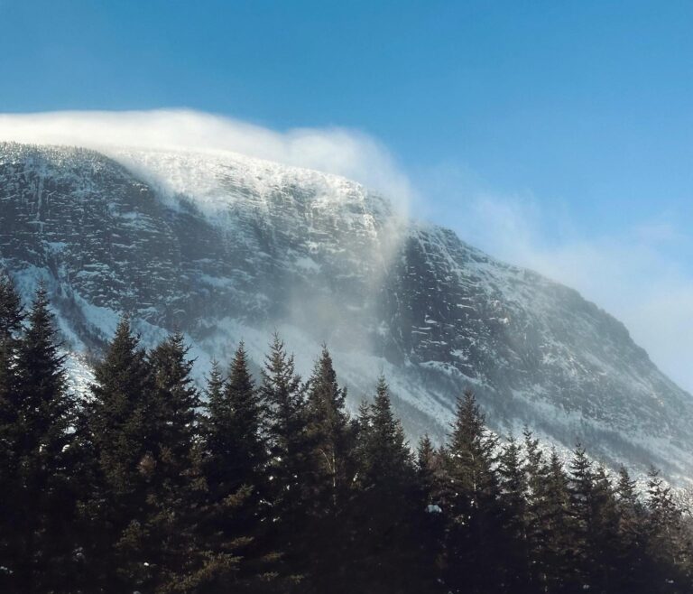 Guns. Porcupines. Fireworks.