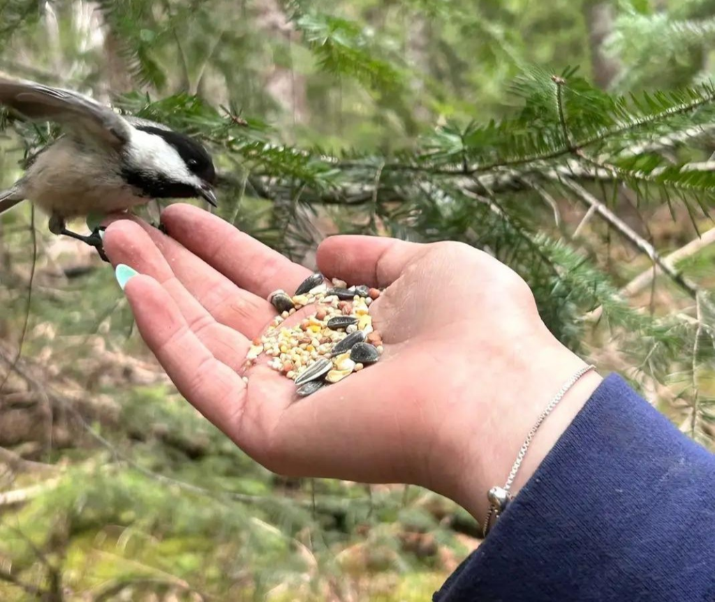 Spring Is for the Birds! Photo credit: Julie Despres.